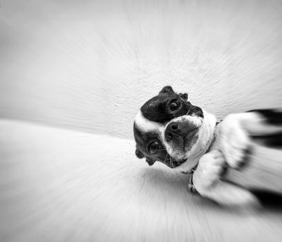 Black and white photograph of a Boston terrier puppy dog on a concrete floor 