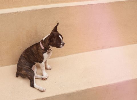 Photograph of a Boston terrier puppy dog on a concrete floor 