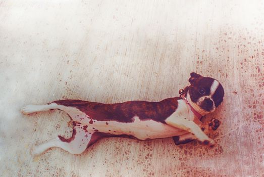Photograph of a Boston terrier puppy dog on a concrete floor 