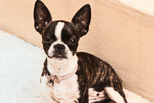 Photograph of a Boston terrier puppy dog on a concrete floor 