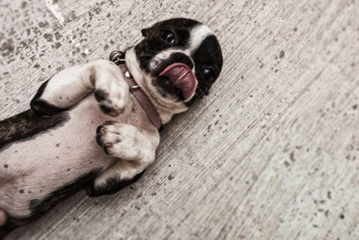 Photograph of a Boston terrier puppy dog on a concrete floor 