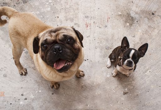 Photograph of a Boston Terrier puppy dog and a pug, on a concrete floor