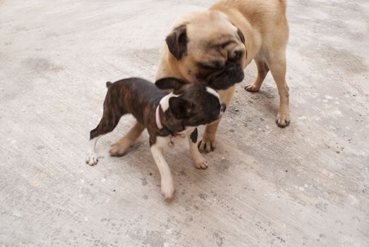 Photograph of a pug and boston terrier dogs