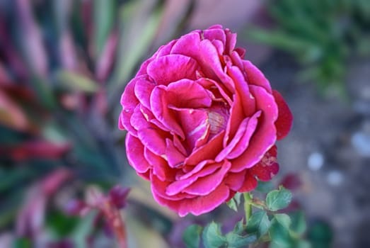 Photograph of a flower