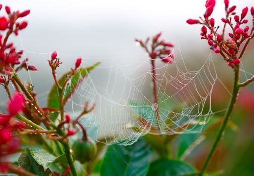 Spider web with dew drops on the Spicy Jatropha (Jatropha integerrima)