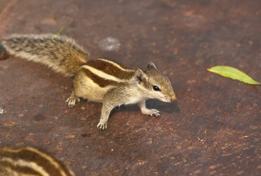 Curious squirrel waiting for treats from the tourists, Agra, India