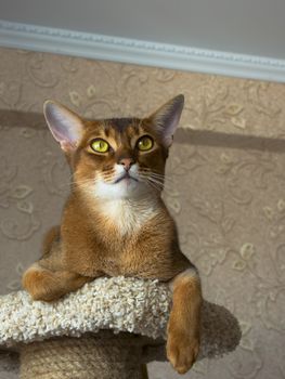 Abyssinian cat lying at cat tree furniture