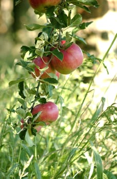                picture of  Apples in orchard       ready for harvesting       