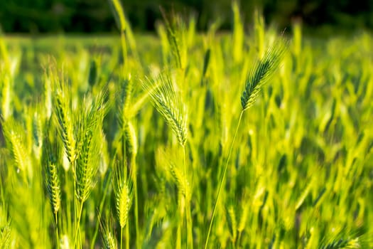 Flowering grass and green plants in June sunshine