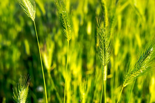 Flowering grass and green plants in June sunshine