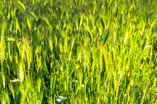 Flowering grass and green plants in June sunshine