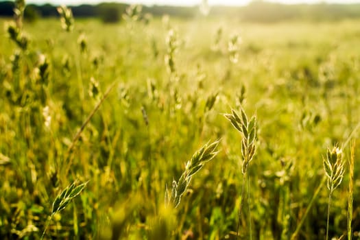 Flowering grass and green plants in June sunshine