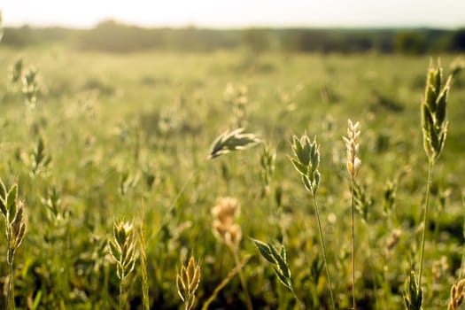 Flowering grass and green plants in June sunshine