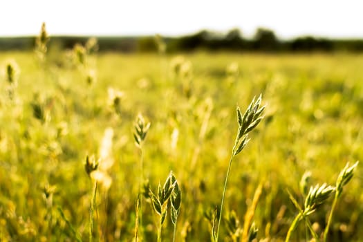 Flowering grass and green plants in June sunshine