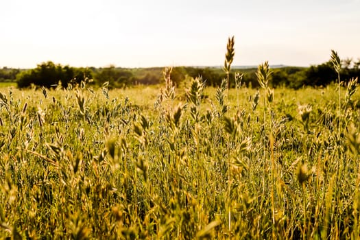 Flowering grass and green plants in June sunshine