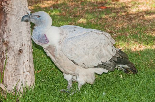 The Cape Vulture, Gyps coprotheres, is found mainly in South Africa, Lesotho, Botswana and in some parts of northern Namibia. It nests on cliffs and lays one egg per year.