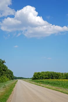 the road along the field of sunflowers