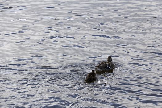 duck in the river