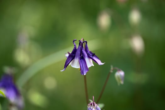 A macro photography of a Columbine flower (Aquilegia).