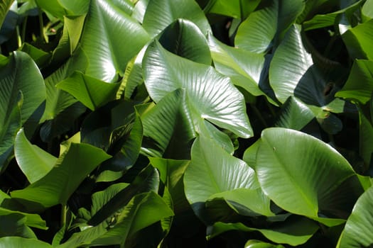 Green leaves in a swamp, as background.