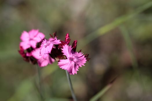 A macro photography of a Carthusian Pink (Dianthus carthusianorum).