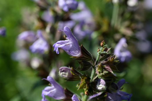 A macro photography of Common Sage (Salvia officinalis).