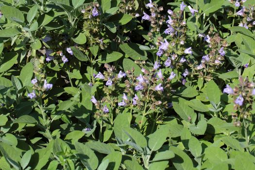 A macro photography of Common Sage (Salvia officinalis).