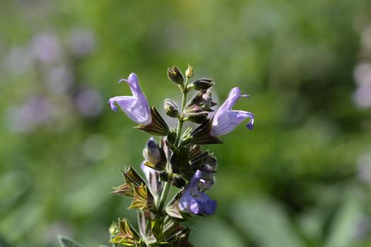 A macro photography of Common Sage (Salvia officinalis).