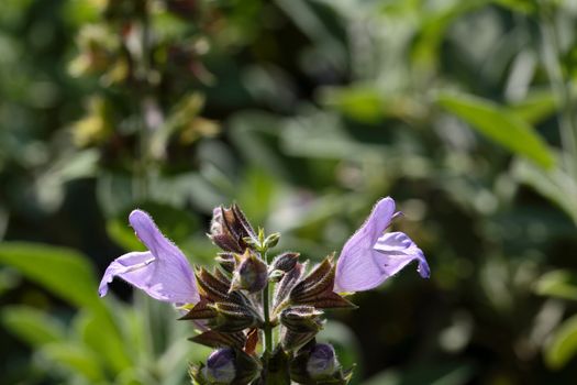 A macro photography of Common Sage (Salvia officinalis).