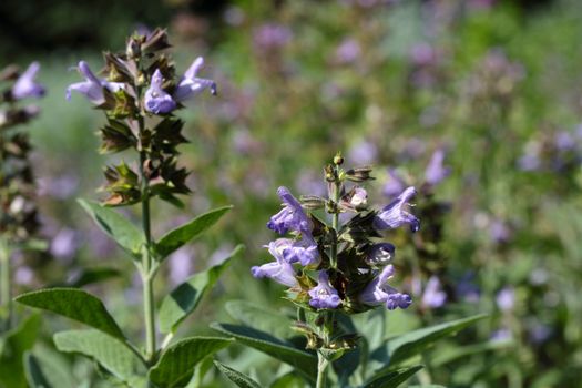 A macro photography of Common Sage (Salvia officinalis).