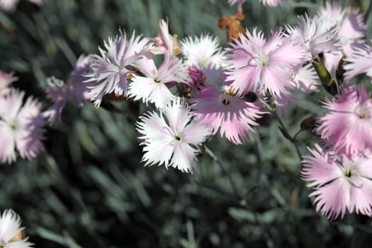 A macro photography of Cheddar pink (Dianthus gratianopolitanus)