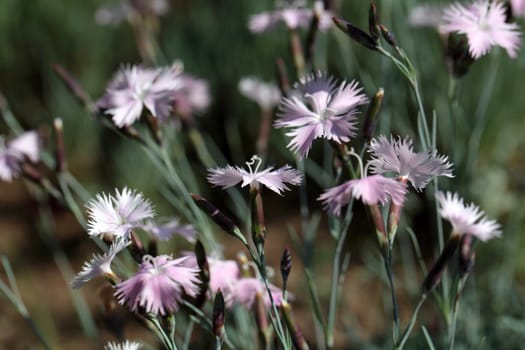 A macro photography of Cheddar pink (Dianthus gratianopolitanus)