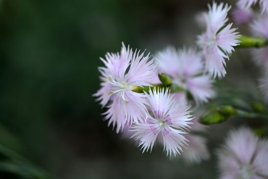 A macro photography of Clove Pink (Dianthus caryophyllus).