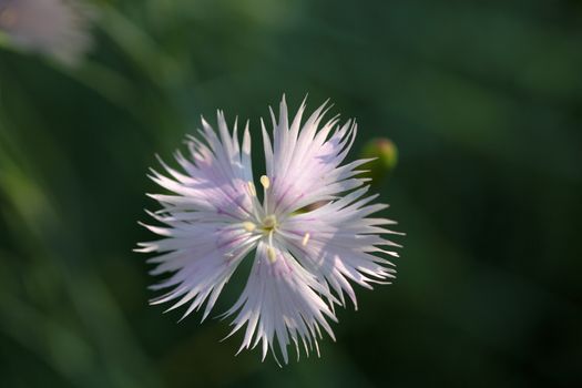 A macro photography of Clove Pink (Dianthus caryophyllus).