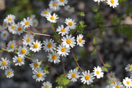 A macro photography of feverfew flowers (Tanacetum parthenium).