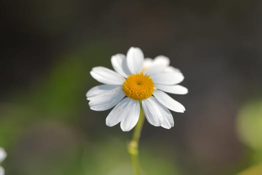 A macro photography of feverfew flowers (Tanacetum parthenium).