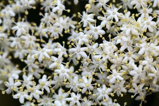 Marco photo of Black Elderberry flowers (Sambucus nigra).