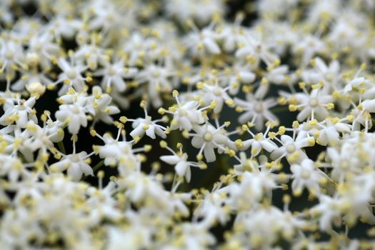 Marco photo of Black Elderberry flowers (Sambucus nigra).