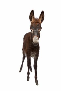 young donkey standing in front of a white background