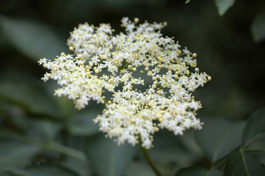 Marco photo of Black Elderberry flowers (Sambucus nigra).