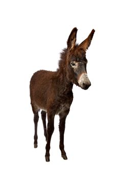 young donkey standing in front of a white background