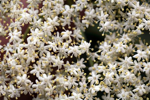 Marco photo of Black Elderberry flowers (Sambucus nigra).