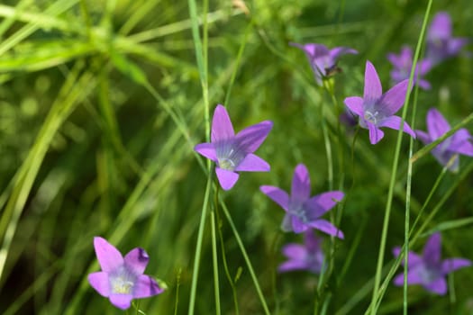 Spreading Bellflower (Campanula patula) in a meadow.