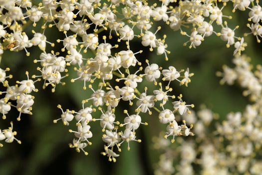 Marco photo of Black Elderberry flowers (Sambucus nigra).