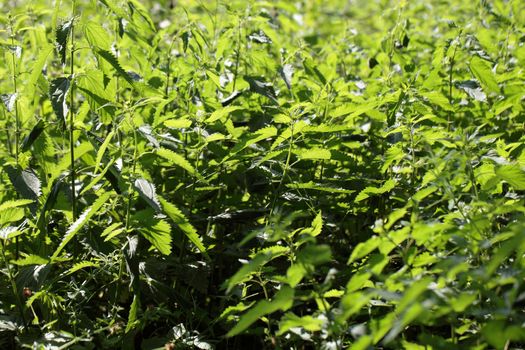 Stinging Nettle (Urtica dioica)