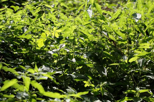 Stinging Nettle (Urtica dioica)