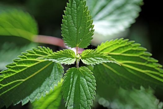 Stinging Nettle (Urtica dioica)