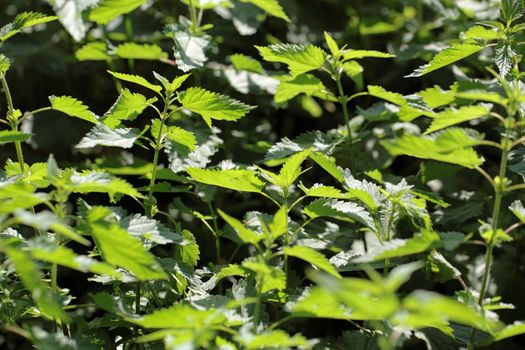 Stinging Nettle (Urtica dioica)