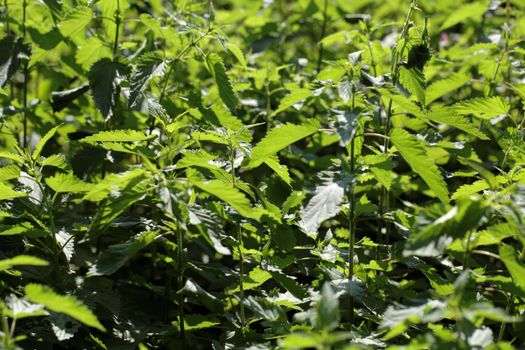 Stinging Nettle (Urtica dioica)