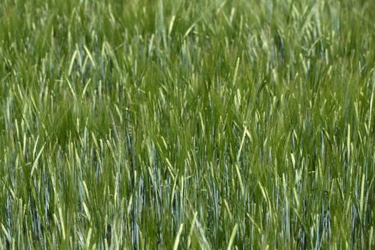 Photo of a green barley field in summer.